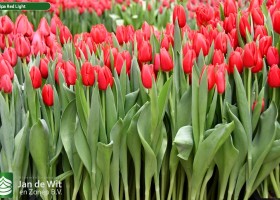 Tulipa Red Light ® (2)
